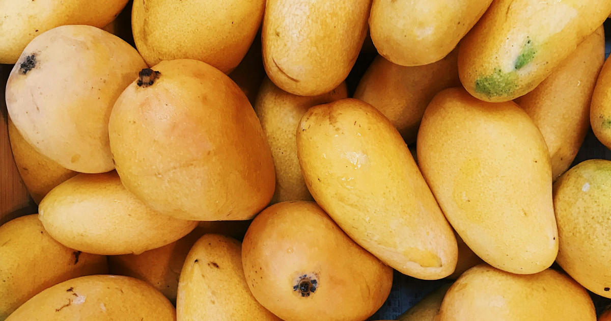 Mogán promueve la introducción  de la variedad de mango Ataúlfo con la entrega de 100 plantones
