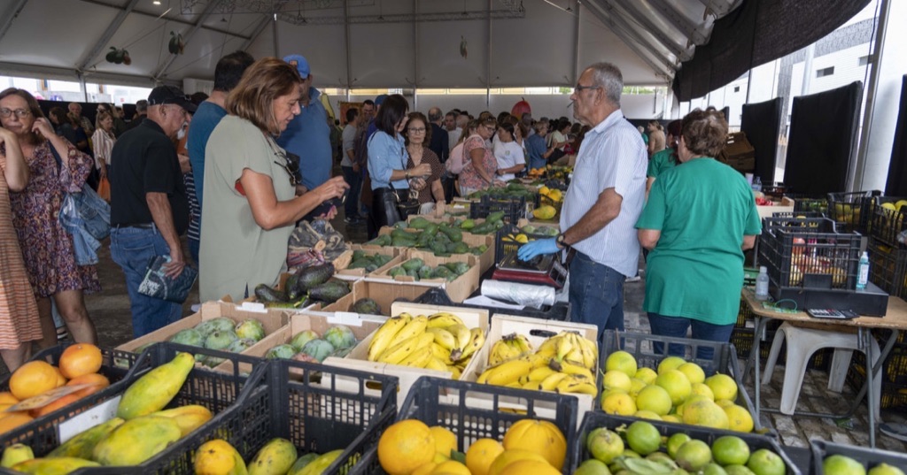 Furor por el aguacate de Mogán