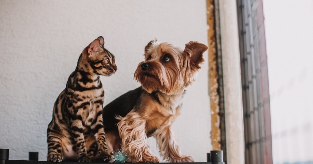 INFORMACIÓN DE INTERÉS: Nueva Ley de protección de los derechos y el bienestar de los animales.